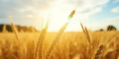 Цены на пшеницу снижаются на фоне роста мирового предложения