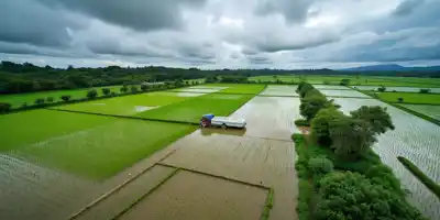 Пакистанская провинция Пенджаб потеряла 9% урожая риса из-за наводнений