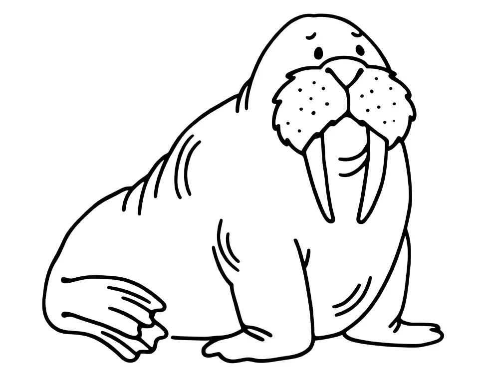 Большой морж