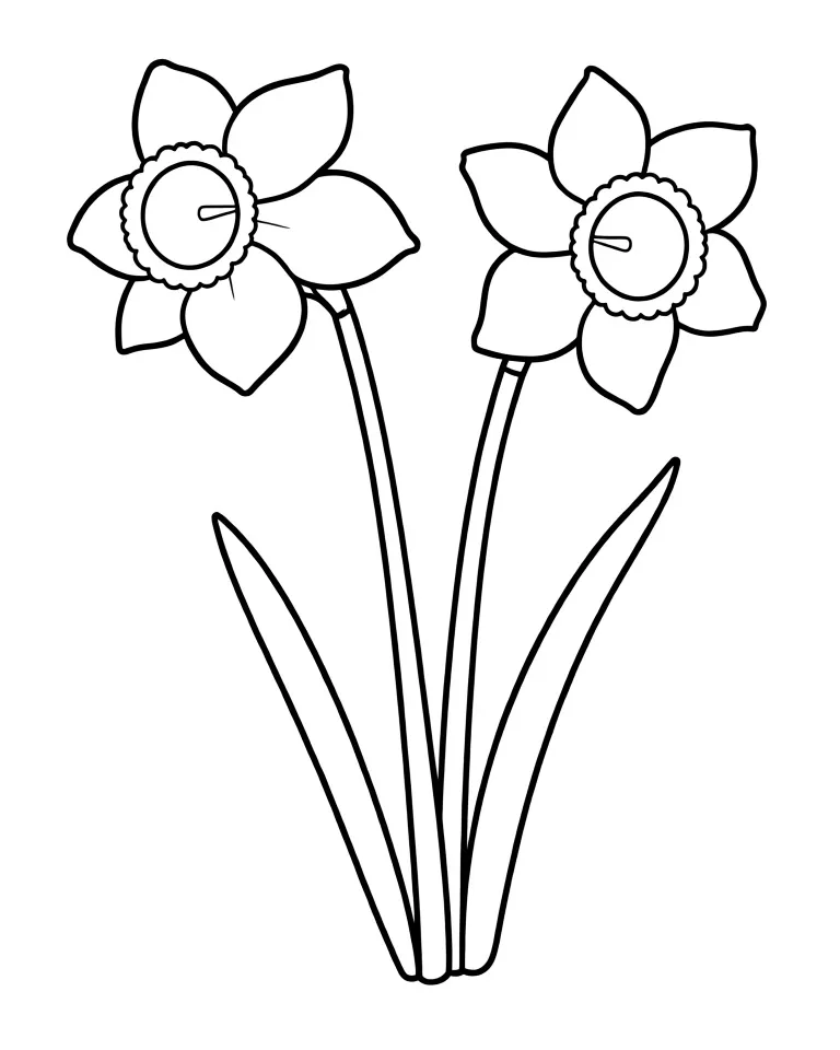 Два цветка нарцисса