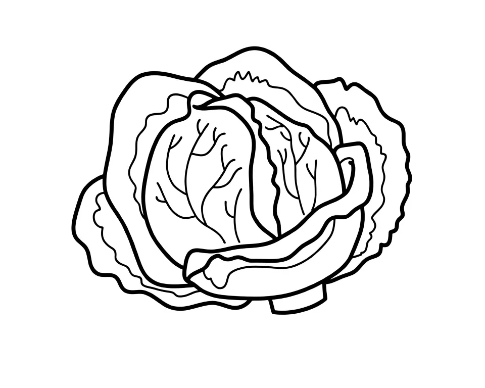 Кочан капусты