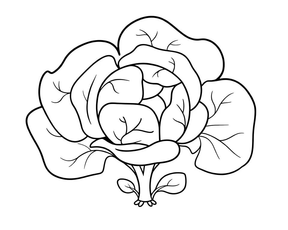 Капуста созрела