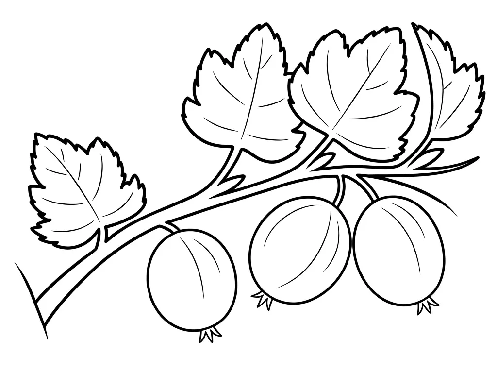 Кислый крыжовник