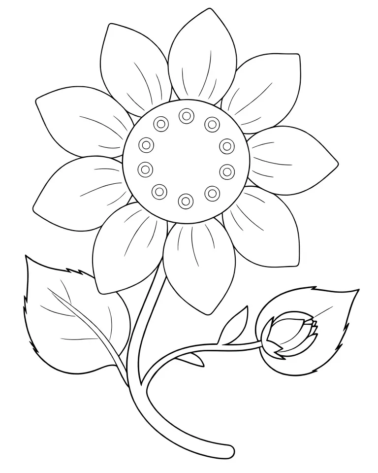 Красивый подсолнух