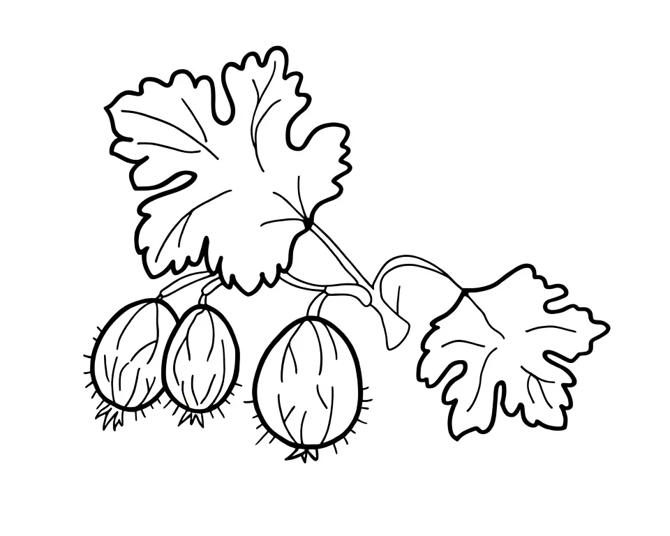 Крыжовник на ветке