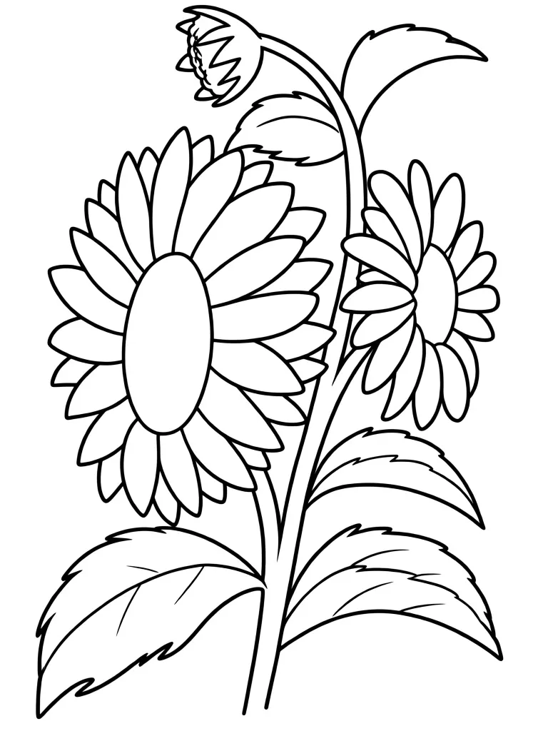 Пышный подсолнух