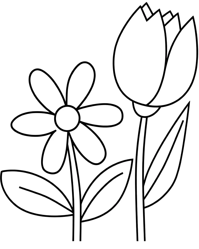 Тюльпан и ромашка