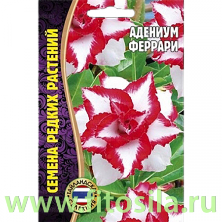 Адениум Феррари 3 шт. (семена для проращивания)