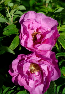 Роза rugosa (сорт 'PUSSY')