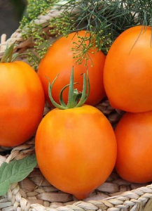 Томат Янтарный купол F1 (Селекция 