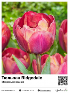 Тюльпан Ridgedale (Махровый поздний)