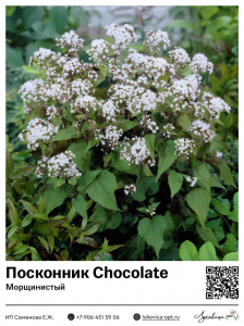 Посконник Chocolate (Морщинистый)