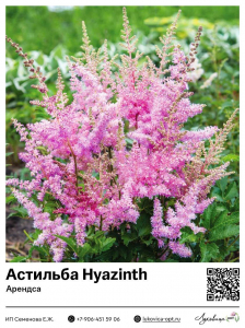 Астильба Hyazinth (Арендса)