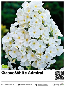 Флокс White Admiral (Метельчатый)