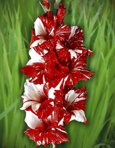 Гладиолус Гельветия 1 уп. (3 шт.)