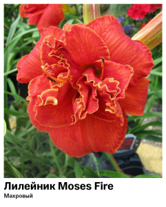 Лилейник Moses Fire (Махровый)