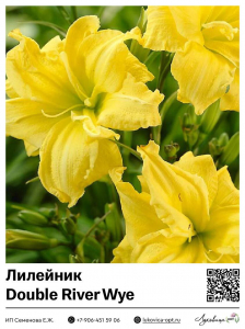 Лилейник Double River Wye (Махровый)