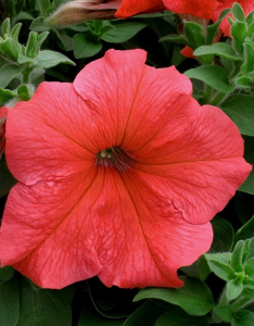 Петуния Мамбо лососевая 10 шт