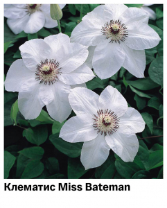Клематис Miss Bateman
