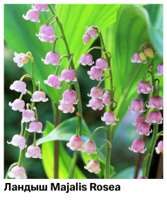 Ландыш Rosea (Майский)