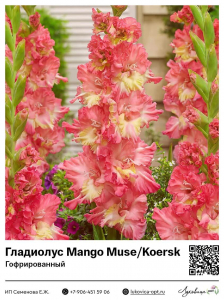 Гладиолус Mango Muse / Koersk (Гофрированный)
