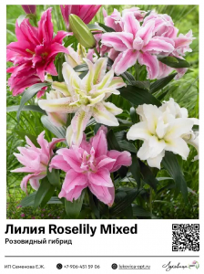 Лилия Roselily Mixed (Розовидный гибрид)