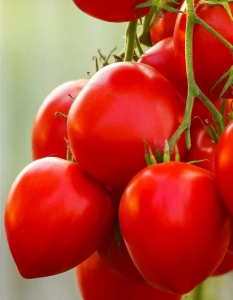 Томат Мон Амур F1 (Селекция 