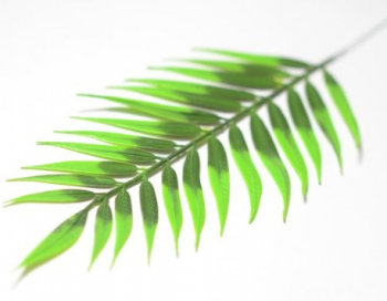 Искусственные цветы, Ветка - лист пальмы плоский малый (1010237) зеленый комбинированный