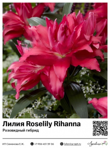 Лилия Roselily Rihanna (Розовидный гибрид)