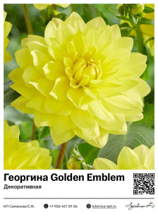 Георгина Golden Emblem (Декоративная)