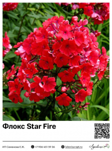 Флокс Star Fire (Метельчатый)