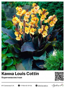 Канна Louis Cottin (Коричневолистная)