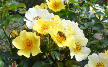 Роза гибридная (сорт 'Bee Gold' ®)