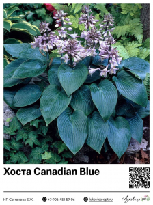Хоста Canadian Blue
