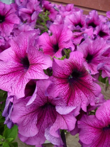 Петуния грандифлора Дэдди Шуга F1 20 шт