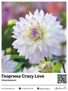 Георгина Crazy Love (Шаровидная)