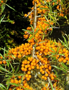 Облепиха Рует 1 шт