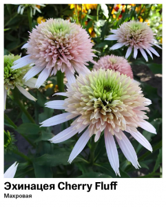 Эхинацея Cherry Fluff (Махровая)