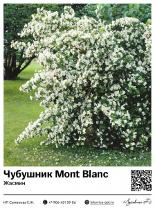 Чубушник [Жасмин] Mont Blanc (Мон Блан)