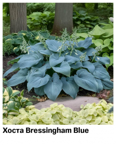 Хоста Bressingham Blue