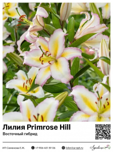 Лилия Primrose Hill (Восточный [ориентальный] гибрид)