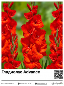 Гладиолус Advance