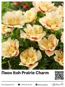 Пион Itoh Prairie Charm