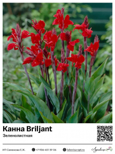 Канна Briljant (Зеленолистная)