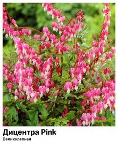 Дицентра Pink (Великолепная)