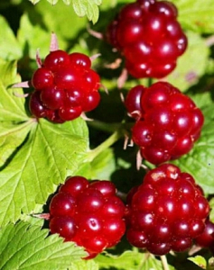 Княженика Астра 1 шт