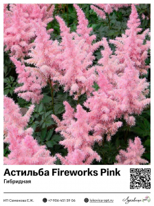 Астильба Fireworks Pink (Гибридная)