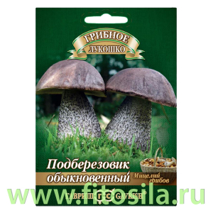 Подберезовик на зерновом субстрате, больш. пак. 15 мл (семена для проращивания)