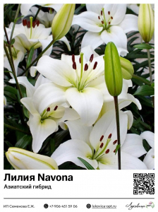Лилия Navona (Азиатский гибрид)