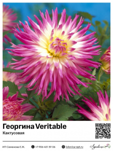 Георгина Veritable (Кактусовая)